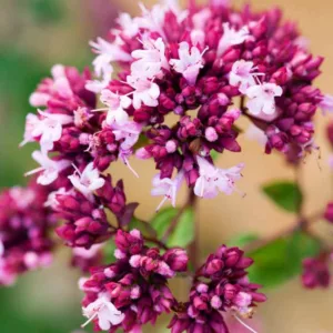 Oregano 'Rosenkuppel', Ornamental Oregano 'Rosenkuppel', Wild Marjoram 'Rosenkuppel', English Marjoram 'Rosenkuppel', Pot Marjoram 'Rosenkuppel', Wintersweet 'Rosenkuppel'