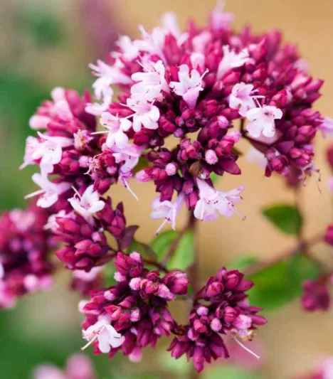 Oregano 'Rosenkuppel', Ornamental Oregano 'Rosenkuppel', Wild Marjoram 'Rosenkuppel', English Marjoram 'Rosenkuppel', Pot Marjoram 'Rosenkuppel', Wintersweet 'Rosenkuppel'