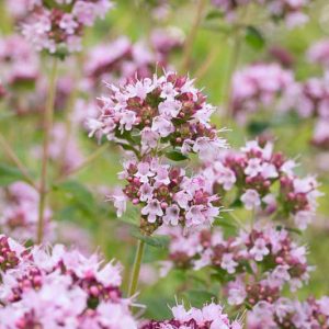 Origanum vulgare, Oregano, Wild Marjoram, English Marjoram, Grove Marjoram , Pot Marjoram, Wintersweet
