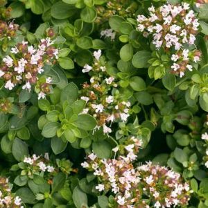 Origanum vulgare 'Compactum', Oregano 'Compactum', Compact Oregano, Compact Marjoram