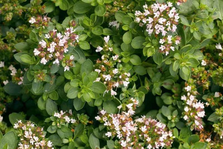 Origanum vulgare 'Compactum', Oregano 'Compactum', Compact Oregano, Compact Marjoram