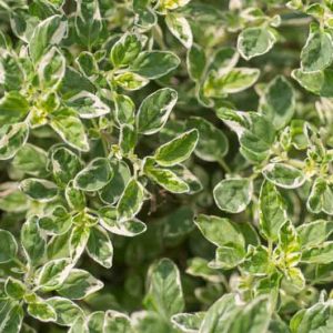 Origanum vulgare 'Country Cream', Oregano Country Cream, Variegated Oregano