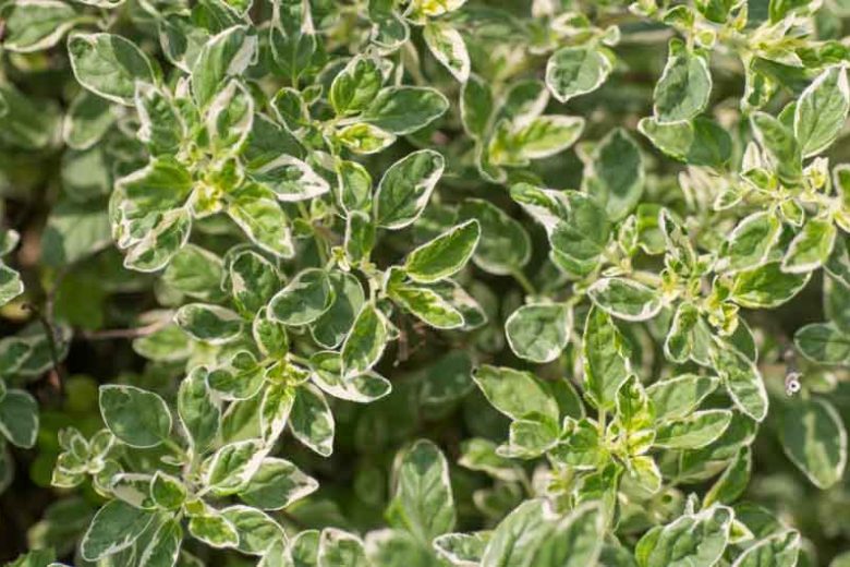 Origanum vulgare 'Country Cream', Oregano Country Cream, Variegated Oregano