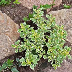 Origanum vulgare 'Variegata', Oregano Variegata, Variegated Oregano