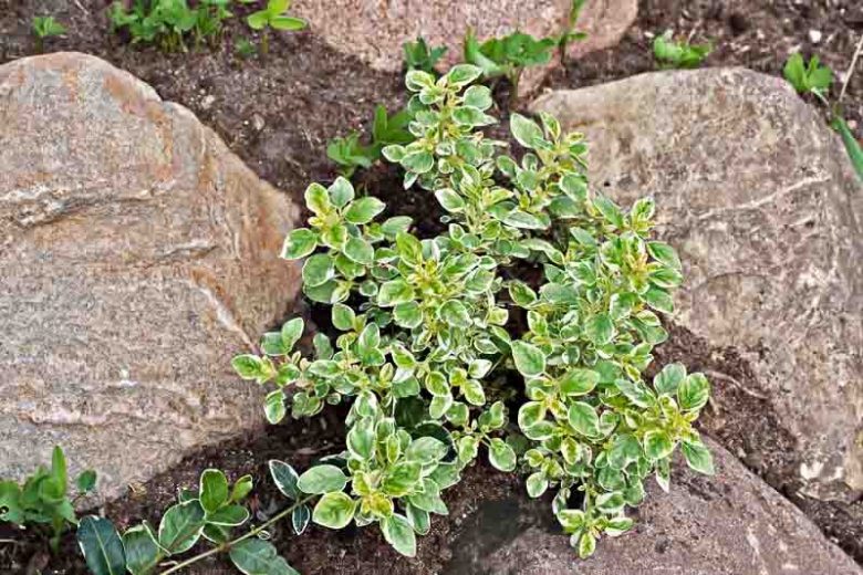 Origanum vulgare 'Variegata', Oregano Variegata, Variegated Oregano