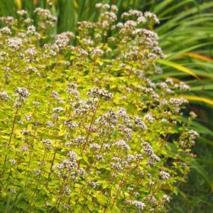 Origanum vulgare 'Aureum', Golden Oregano, Golden Marjory, Oregano 'Aureum', Wild Marjoram 'Aureum', English Marjoram 'Aureum', Grove Marjoram 'Aureum', Pot Marjoram 'Aureum', Wintersweet 'Aureum'