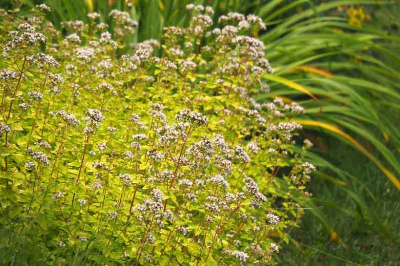 Origanum vulgare 'Aureum', Golden Oregano, Golden Marjory, Oregano 'Aureum', Wild Marjoram 'Aureum', English Marjoram 'Aureum', Grove Marjoram 'Aureum', Pot Marjoram 'Aureum', Wintersweet 'Aureum'