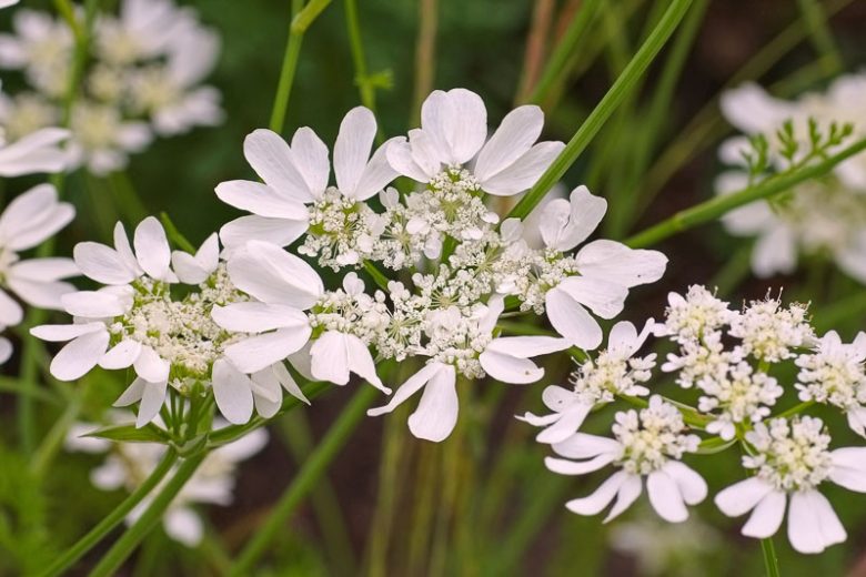 Orlaya Grandiflora, White Lace Flower, White Laceflower, Minoan Lace, French Meadow Parsley, Caucalis grandiflora, Daucus grandiflorus, French cow-parsley, Large-flower Orlaya