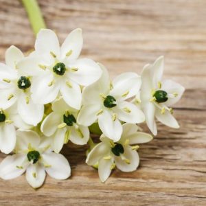 Ornithogalum arabicum, Arabian Star Flower, Arabian StarFlower, Arab's Eye, Lesser Cape-Lily, White flowers, Star of Bethlehem