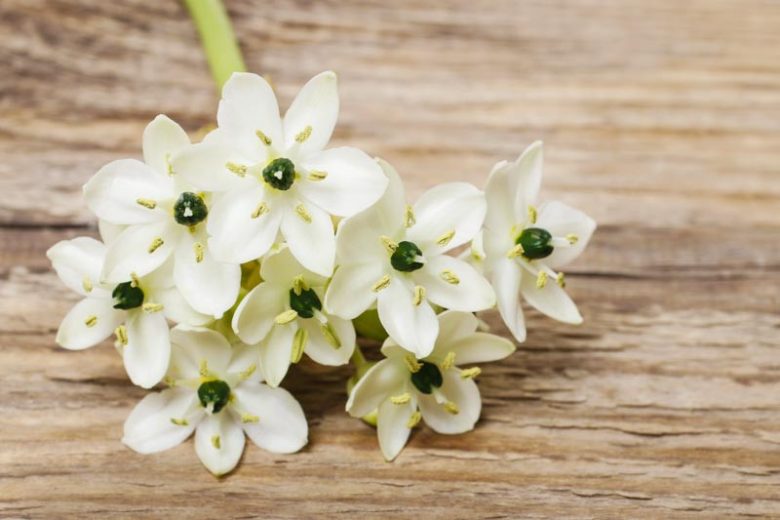 Ornithogalum arabicum, Arabian Star Flower, Arabian StarFlower, Arab's Eye, Lesser Cape-Lily, White flowers, Star of Bethlehem
