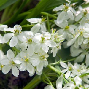 Ornithogalum balansae, Pyrenees Star of Bethlehem, White flowers, Star of Bethlehem, Ornithogalum oligophyllum