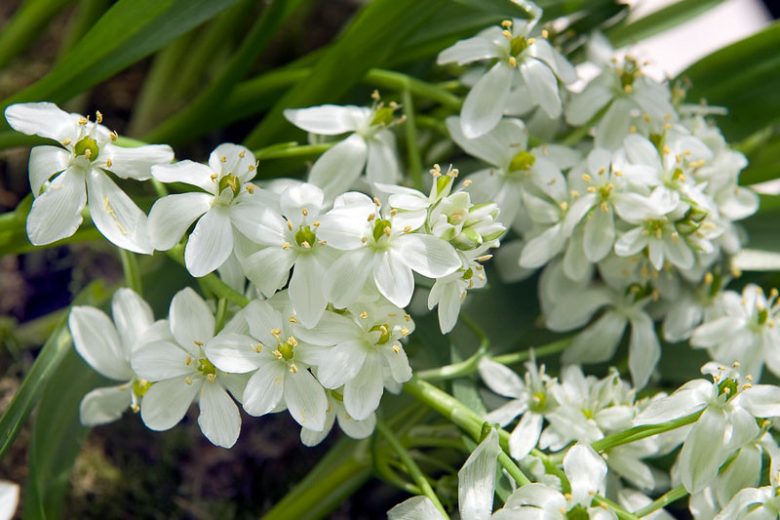Ornithogalum balansae, Pyrenees Star of Bethlehem, White flowers, Star of Bethlehem, Ornithogalum oligophyllum