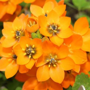 Ornithogalum dubium, Star of Bethlehem, Orange Star Flower, Sun Star, Yellow Chinkerinchee, Geeltjienkerientjee, Orange flowers,