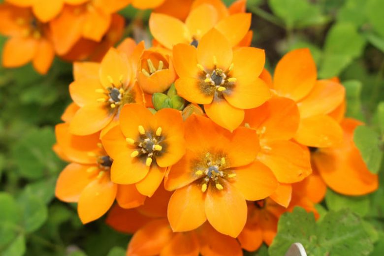 Ornithogalum dubium, Star of Bethlehem, Orange Star Flower, Sun Star, Yellow Chinkerinchee, Geeltjienkerientjee, Orange flowers,