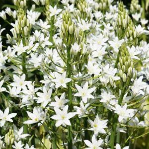 Ornithogalum magnum, Star of Bethlehem, White flowers, Summer Bulb, Summer Flowers