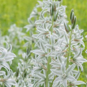 Ornithogalum Nutans, Dropping Star of Bethlehem, Nodding Star of Bethlehem, Silver Bells, spring bulbs, white flowers