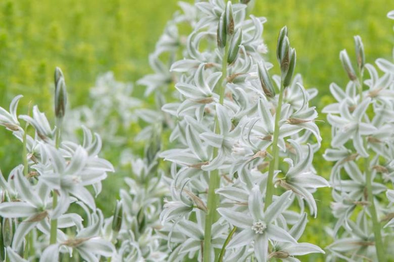 Ornithogalum Nutans, Dropping Star of Bethlehem, Nodding Star of Bethlehem, Silver Bells, spring bulbs, white flowers
