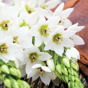 Ornithogalum thyrsoides, Chincherinchee, Wonder Flower, White Flowers, Summer Flower Bulb, Star of Bethlehem