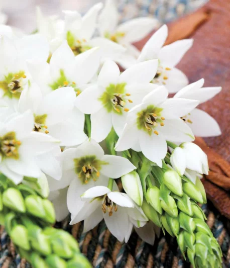 Ornithogalum thyrsoides, Chincherinchee, Wonder Flower, White Flowers, Summer Flower Bulb, Star of Bethlehem