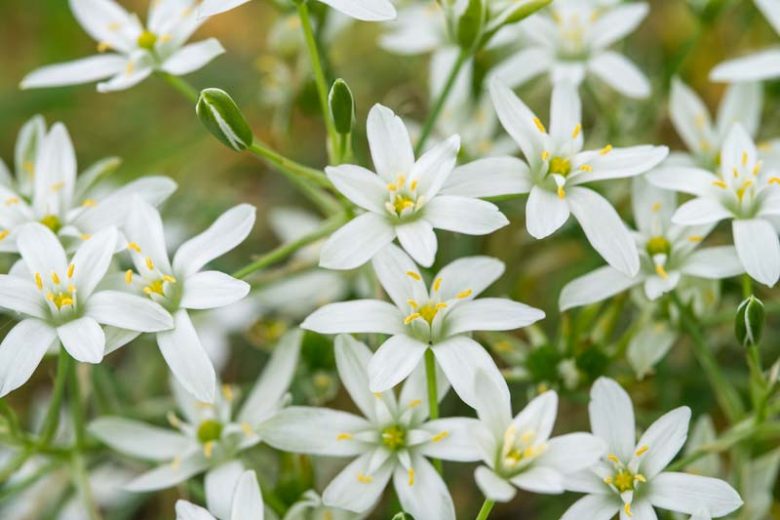Ornithogalum umbellatum,Star of Bethlehem, Grass Lily, Nap-at-Noon, Eleven-o'clock Lady, mid spring flowers, late spring flowers