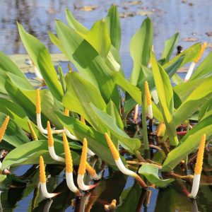 Orontium aquaticum, Golden Club, Goldenclub, Neverwet, Floating Arum, Tawkin