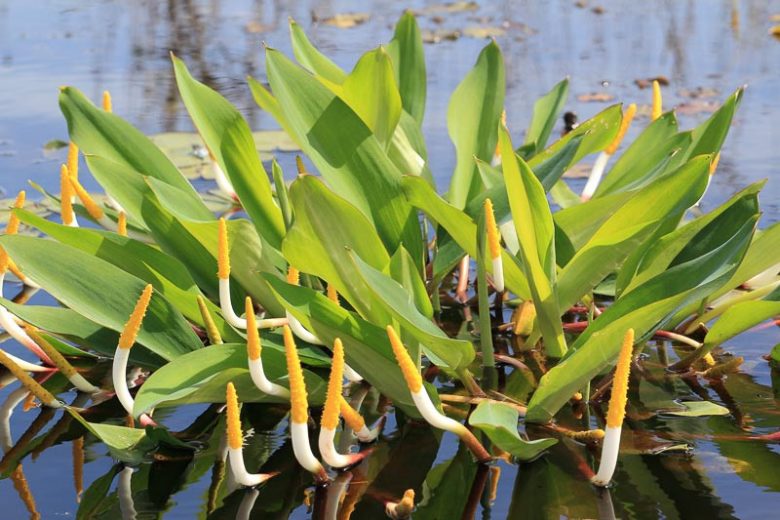 Orontium aquaticum, Golden Club, Goldenclub, Neverwet, Floating Arum, Tawkin