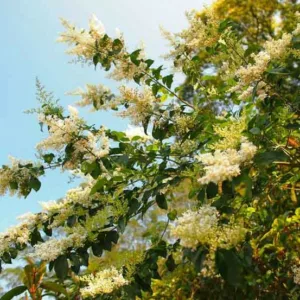 Osmanthus fragrans 'Fudingzhu', Fragrant Olive 'Fudingzhu', Fragrant Tea Olive 'Fudingzhu', Kwei 'Fudingzhu', Sweet Olive 'Fudingzhu', Sweet Tea 'Fudingzhu', Tea Olive 'Fudingzhu', Osmanthus fragrans 'Nanjin's Beauty', Osmanthus fragrans 'Nanjing's Beauty'