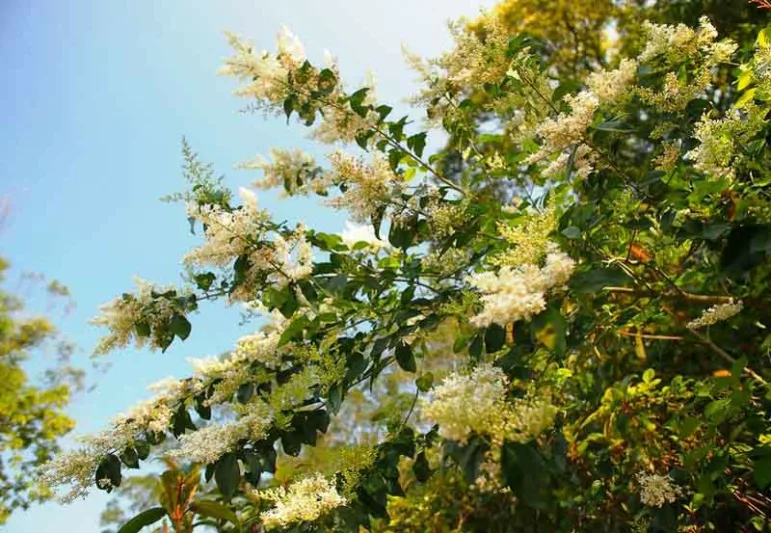 Osmanthus fragrans 'Fudingzhu', Fragrant Olive 'Fudingzhu', Fragrant Tea Olive 'Fudingzhu', Kwei 'Fudingzhu', Sweet Olive 'Fudingzhu', Sweet Tea 'Fudingzhu', Tea Olive 'Fudingzhu', Osmanthus fragrans 'Nanjin's Beauty', Osmanthus fragrans 'Nanjing's Beauty'