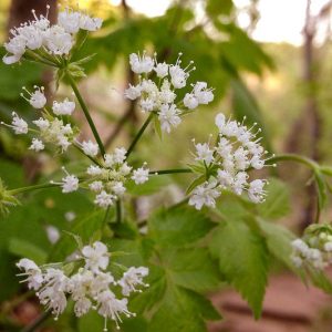 Osmorhiza longistylis, Longstyle Sweetroot, Aniseroot, Sweet-Cicely, Wild Licorice, Anise Root, Sweet Anise