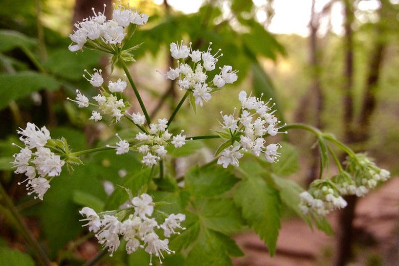 Osmorhiza longistylis, Longstyle Sweetroot, Aniseroot, Sweet-Cicely, Wild Licorice, Anise Root, Sweet Anise