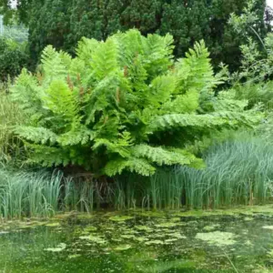 Osmunda Regalis 'Purpurascens',Royal Fern 'Purpurascens', Blooming Fern 'Purpurascens', Ditch Fern 'Purpurascens', Kidney Fern 'Purpurascens', King Fern 'Purpurascens', Osmund Royal 'Purpurascens'