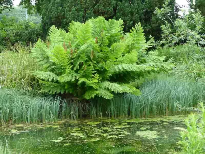 Osmunda Regalis 'Purpurascens',Royal Fern 'Purpurascens', Blooming Fern 'Purpurascens', Ditch Fern 'Purpurascens', Kidney Fern 'Purpurascens', King Fern 'Purpurascens', Osmund Royal 'Purpurascens'