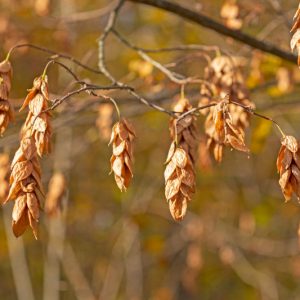 Ostrya virginiana, Eastern Hop-hornbeam, American Hop-hornbeam, Woolly Hop-hornbean, Eastern Ironwood, Roughbark Ironwood, Ironwood, Deerwood, Leverwood, Fall color,