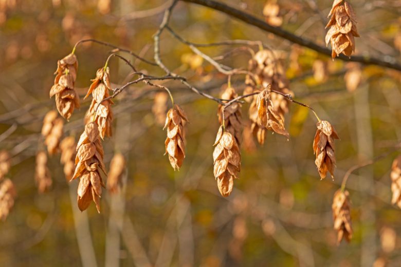 Ostrya virginiana, Eastern Hop-hornbeam, American Hop-hornbeam, Woolly Hop-hornbean, Eastern Ironwood, Roughbark Ironwood, Ironwood, Deerwood, Leverwood, Fall color,