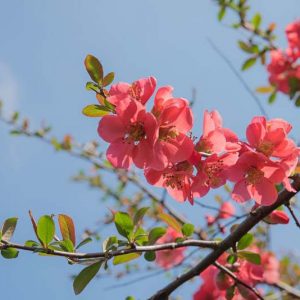 New England, New England garden, Best shrubs, shrubs for New England, Great shrubs, Top Shrubs, Northeast region, Northeast garden, Best shrubs for Northeast, shrubs for dry soil