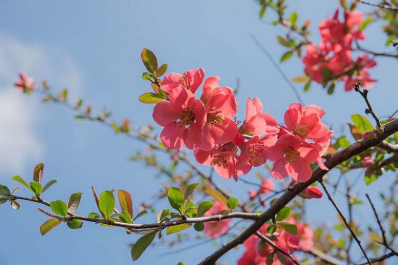 New England, New England garden, Best shrubs, shrubs for New England, Great shrubs, Top Shrubs, Northeast region, Northeast garden, Best shrubs for Northeast, shrubs for dry soil