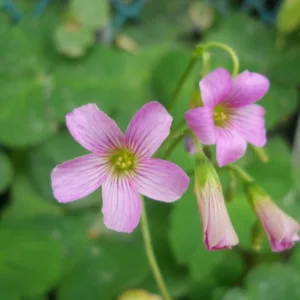 Oxalis violacea, Violet Wood Sorrel, Violet Woodsorrel, Violet Wood-sorrel, Ionoxalis violacea, Oxalis violacea var. trichophora, Sassia violacea
