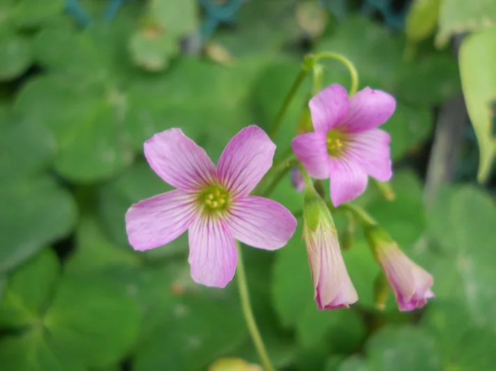 Oxalis violacea, Violet Wood Sorrel, Violet Woodsorrel, Violet Wood-sorrel, Ionoxalis violacea, Oxalis violacea var. trichophora, Sassia violacea