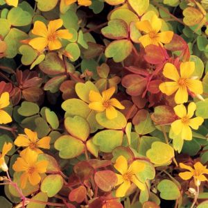 Oxalis vulcanicola 'Molten Lava', Yellow flowers, Orange Foliage