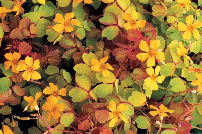 Oxalis vulcanicola 'Molten Lava', Yellow flowers, Orange Foliage