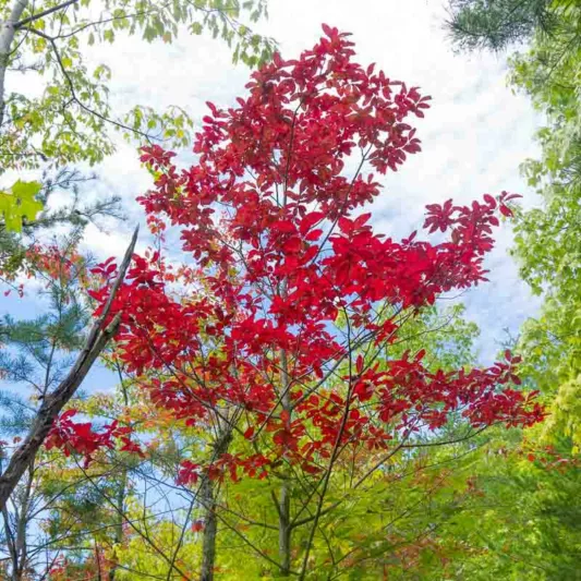Oxydendrum arboreum,Sorrel Tree, Sourwood, Titi, Andromeda arborea
