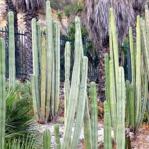 Pachycereus marginatus, Central Mexico Organ Pipe, Mexican Fence Post Cactus, Organ Cactus, Cereus marginatus, Lemaireocereus marginatus, Lophocereus marginatus, Marginatocereus marginatus, Stenocereus marginatus, Columnar Cactus, Columnar Succulent