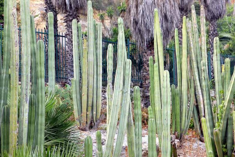 Pachycereus marginatus, Central Mexico Organ Pipe, Mexican Fence Post Cactus, Organ Cactus, Cereus marginatus, Lemaireocereus marginatus, Lophocereus marginatus, Marginatocereus marginatus, Stenocereus marginatus, Columnar Cactus, Columnar Succulent