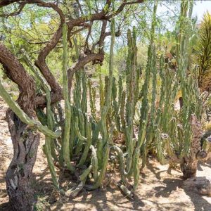 Pachycereus schottii f. monstrosus, Totem Cactus, Totem Pole Cactus, Totem Pole, Monstrous Whisker Cactus, Lophocereus schottii f. monstrosus, Columnar Cactus, Columnar Succulent