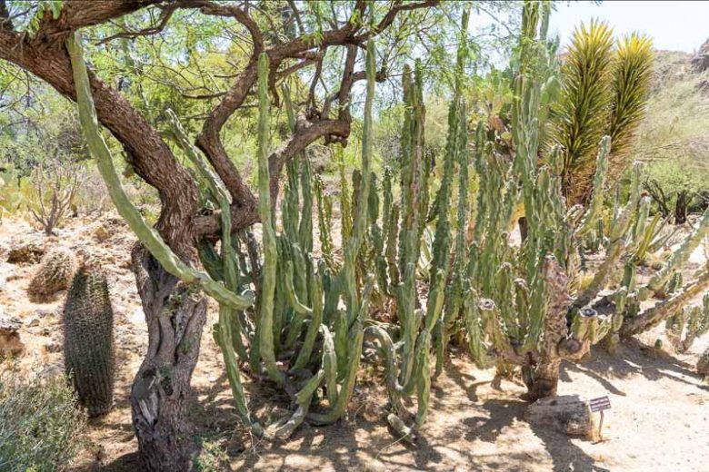 Pachycereus schottii f. monstrosus, Totem Cactus, Totem Pole Cactus, Totem Pole, Monstrous Whisker Cactus, Lophocereus schottii f. monstrosus, Columnar Cactus, Columnar Succulent