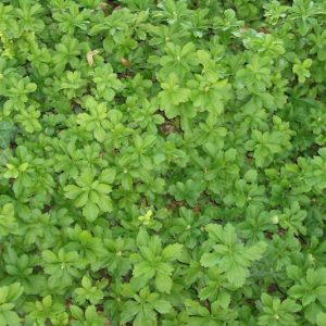 Pachysandra procumbens, Allegheny Spurge, Mountain Spurge, Allegheny Mountain Spurge, American Thick-Stamen, Shade perennials, Plants for shade