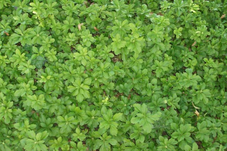 Pachysandra procumbens, Allegheny Spurge, Mountain Spurge, Allegheny Mountain Spurge, American Thick-Stamen, Shade perennials, Plants for shade