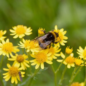 Packera aurea, Golden Groundsel, Golden Ragwort, Butterweed, Senecio aureus, Senecio gracilis, Yellow Flowers, Yellow Perennials