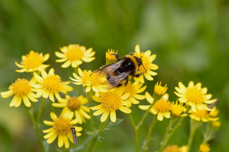 Packera aurea, Golden Groundsel, Golden Ragwort, Butterweed, Senecio aureus, Senecio gracilis, Yellow Flowers, Yellow Perennials