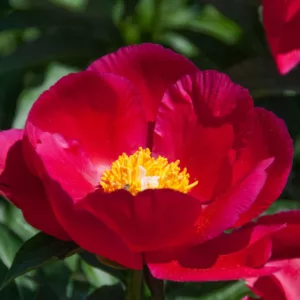 Paeonia 'America', Peony 'America', 'America' Peony, Red Peonies, Red Flowers, Fragrant Peonies